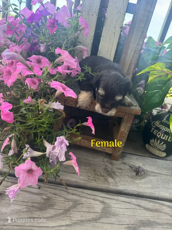 Puppy 2 – Miniature Schnauzer puppy for sale in Pryor, OK