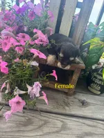 Puppy 2, a female Miniature Schnauzer for sale in Pryor, OK – 1 of 5