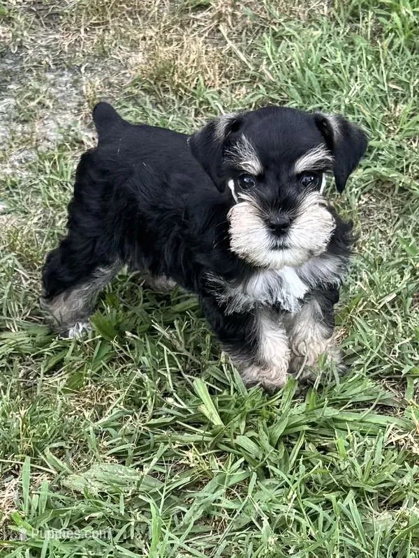Puppy 3 – Miniature Schnauzer puppy for sale in Pryor, OK