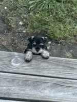 Puppy 3, a male Miniature Schnauzer for sale in Pryor, OK – 3 of 10
