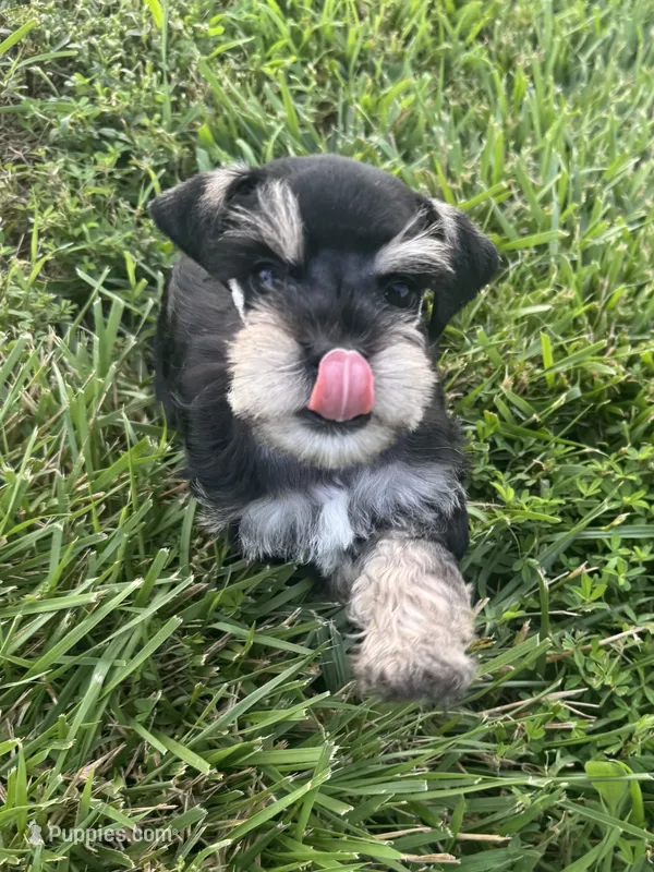 Puppy 3 – Miniature Schnauzer puppy for sale in Pryor, OK
