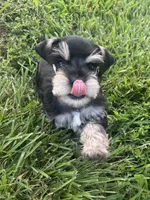 Puppy 3, a male Miniature Schnauzer for sale in Pryor, OK – 2 of 10
