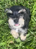 Puppy 3, a male Miniature Schnauzer for sale in Pryor, OK – 4 of 10