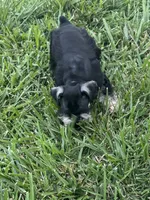 Puppy 3, a male Miniature Schnauzer for sale in Pryor, OK – 7 of 10