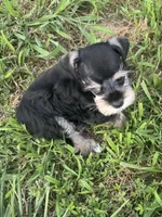 Puppy 3, a male Miniature Schnauzer for sale in Pryor, OK – 8 of 10
