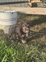 Puppy 1, a female Miniature Schnauzer for sale in Pryor, OK – 2 of 5