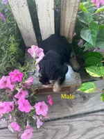 Puppy 3, a male Miniature Schnauzer for sale in Pryor, OK – 5 of 5