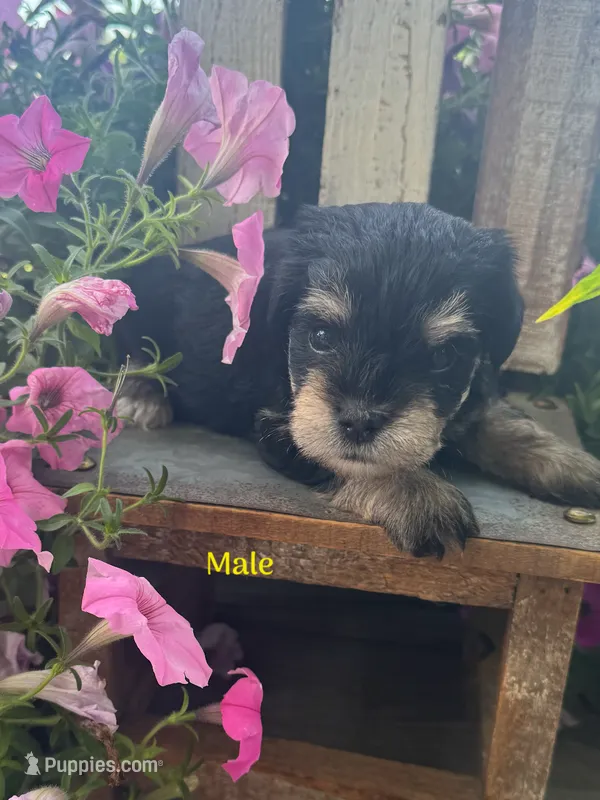 Puppy 3 – Miniature Schnauzer puppy for sale in Pryor, OK