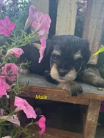 Puppy 3, a male Miniature Schnauzer for sale in Pryor, OK – 1 of 5