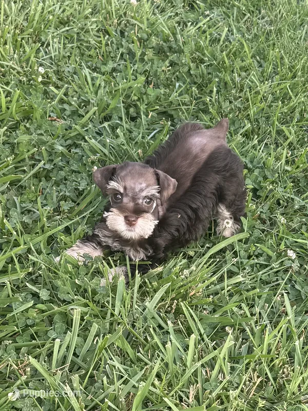 Puppy 2 – Miniature Schnauzer puppy for sale in Pryor, OK