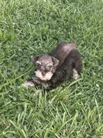 Puppy 2, a female Miniature Schnauzer for sale in Pryor, OK – 1 of 5