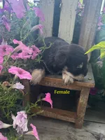 Puppy 2, a female Miniature Schnauzer for sale in Pryor, OK – 3 of 5