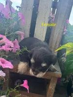 Puppy 2, a female Miniature Schnauzer for sale in Pryor, OK – 4 of 5