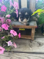 Puppy 3, a male Miniature Schnauzer for sale in Pryor, OK – 3 of 5