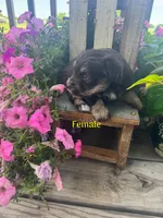 Puppy 1, a female Miniature Schnauzer for sale in Pryor, OK – 2 of 5