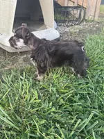 Puppy 1, a female Miniature Schnauzer for sale in Pryor, OK – 4 of 5