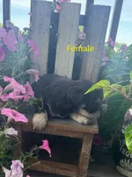 Puppy 2, a female Miniature Schnauzer for sale in Pryor, OK – 2 of 5