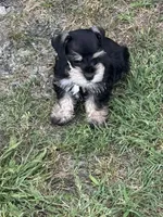 Puppy 3, a male Miniature Schnauzer for sale in Pryor, OK – 10 of 10