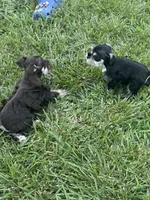 Puppy 3, a male Miniature Schnauzer for sale in Pryor, OK – 5 of 10