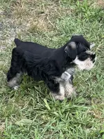 Puppy 3, a male Miniature Schnauzer for sale in Pryor, OK – 9 of 10