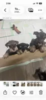 Puppy 2, a female Miniature Schnauzer for sale in Pryor, OK – 5 of 5