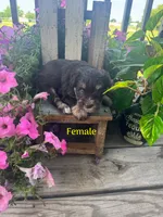 Puppy 1, a female Miniature Schnauzer for sale in Pryor, OK – 4 of 5