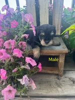 Puppy 3, a male Miniature Schnauzer for sale in Pryor, OK – 4 of 5