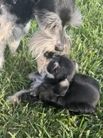 Puppy 3, a male Miniature Schnauzer for sale in Pryor, OK – 6 of 10