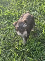 Puppy 2, a female Miniature Schnauzer for sale in Pryor, OK – 2 of 5