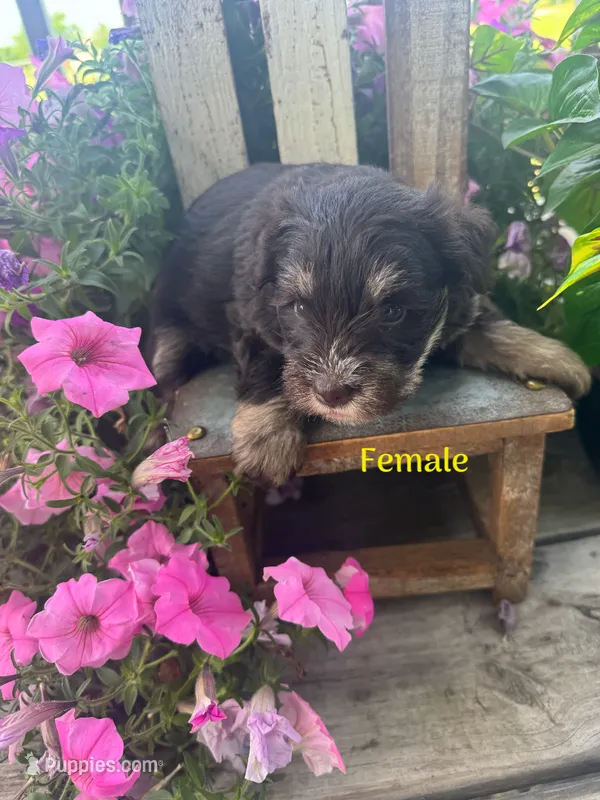 Puppy 1 – Miniature Schnauzer puppy for sale in Pryor, OK