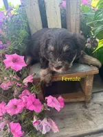 Puppy 1, a female Miniature Schnauzer for sale in Pryor, OK – 1 of 5