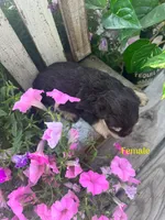 Puppy 2, a female Miniature Schnauzer for sale in Pryor, OK – 5 of 5