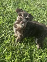 Puppy 1, a female Miniature Schnauzer for sale in Pryor, OK – 3 of 5