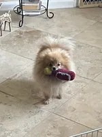 Melody, a female Pomeranian for sale in Jacksonville, FL – 2 of 8