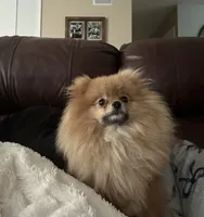 Melody, a female Pomeranian for sale in Jacksonville, FL – 4 of 8