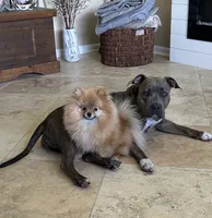 Melody, a female Pomeranian for sale in Jacksonville, FL – 7 of 8