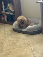 Melody, a female Pomeranian for sale in Jacksonville, FL – 8 of 8