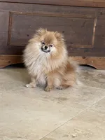 Melody, a female Pomeranian for sale in Jacksonville, FL – 6 of 8