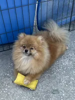 Melody, a female Pomeranian for sale in Jacksonville, FL – 3 of 8