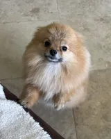 Melody, a female Pomeranian for sale in Jacksonville, FL – 5 of 8