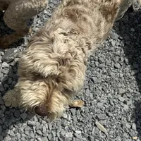 Choc Merle Stud clear proven, a male Labradoodle for sale in Lexington-Fayette, KY – Photo 5 of 6