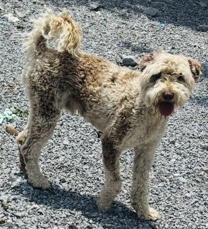 Choc Merle Stud clear proven