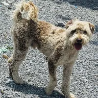 Choc Merle Stud clear proven, a male Labradoodle for sale in Lexington-Fayette, KY – Photo 1 of 6