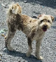 Choc Merle Stud clear proven, a male Labradoodle for sale in Lexington-Fayette, KY – Photo 1 of 6