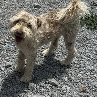 Choc Merle Stud clear proven, a male Labradoodle for sale in Lexington-Fayette, KY – Photo 6 of 6