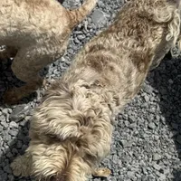 Choc Merle Stud clear proven, a male Labradoodle for sale in Lexington-Fayette, KY – Photo 3 of 6