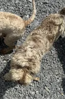 Choc Merle Stud clear proven, a male Labradoodle for sale in Lexington-Fayette, KY – Photo 3 of 6