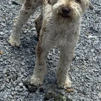 Choc Merle Stud clear proven, a male Labradoodle for sale in Lexington-Fayette, KY – Photo 4 of 6