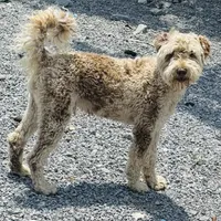 Choc Merle Stud clear proven, a male Labradoodle for sale in Lexington-Fayette, KY – Photo 2 of 6