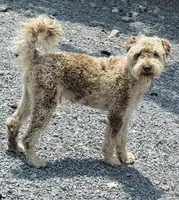 Choc Merle Stud clear proven, a male Labradoodle for sale in Lexington-Fayette, KY – Photo 2 of 6